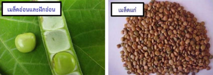 เมล็ดแก่ของมันแกวมีสารพิษ