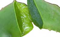 ว่านหางจระเข้ Aloe Vera)